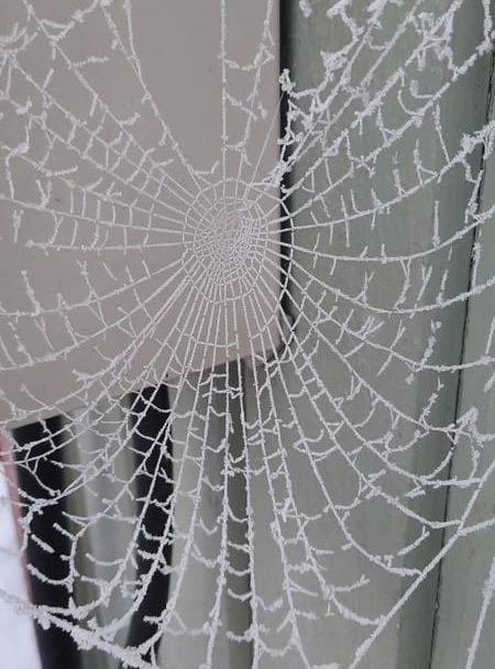 Frostnupet spindelnät på vår husvägg.