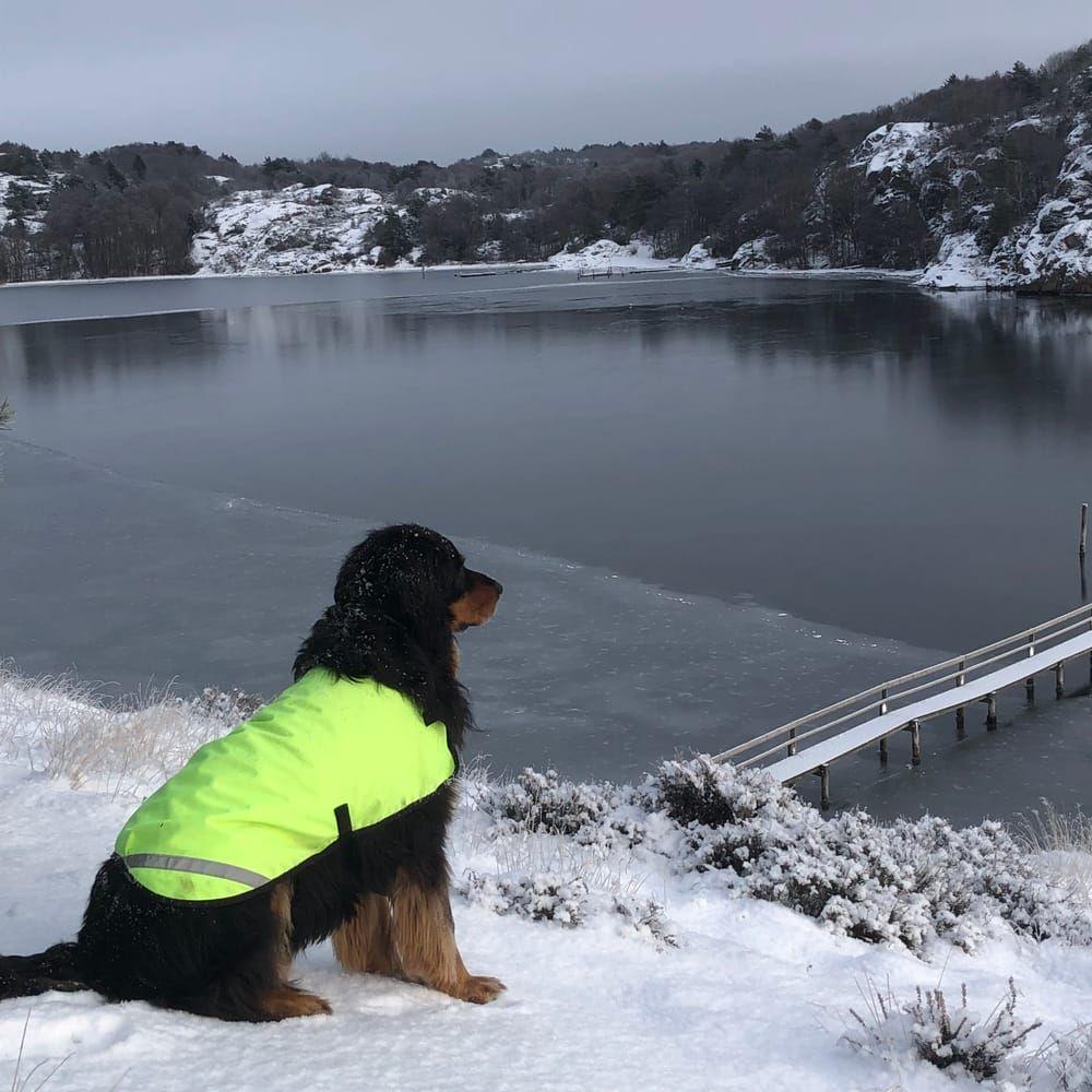 Min hund Ossie sitter och funderar på om det kan vara okej att ta sig ett vinterbad. Utsikt över Vallsundsbron och Valön (Orust).
