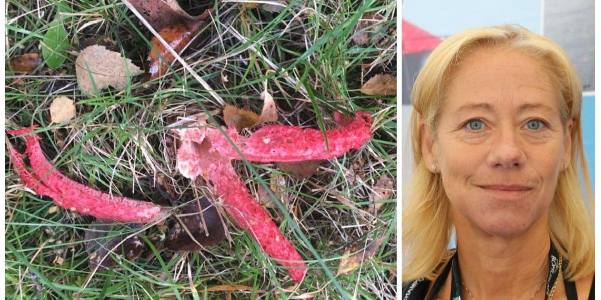 En ovanlig svamp hittade Linda Börjesson under en hundpromenad i Svanvik. Bläckfisksvampen är inte ätlig och stinker dessutom men är en ovanlig gäst i Orustskogarna.