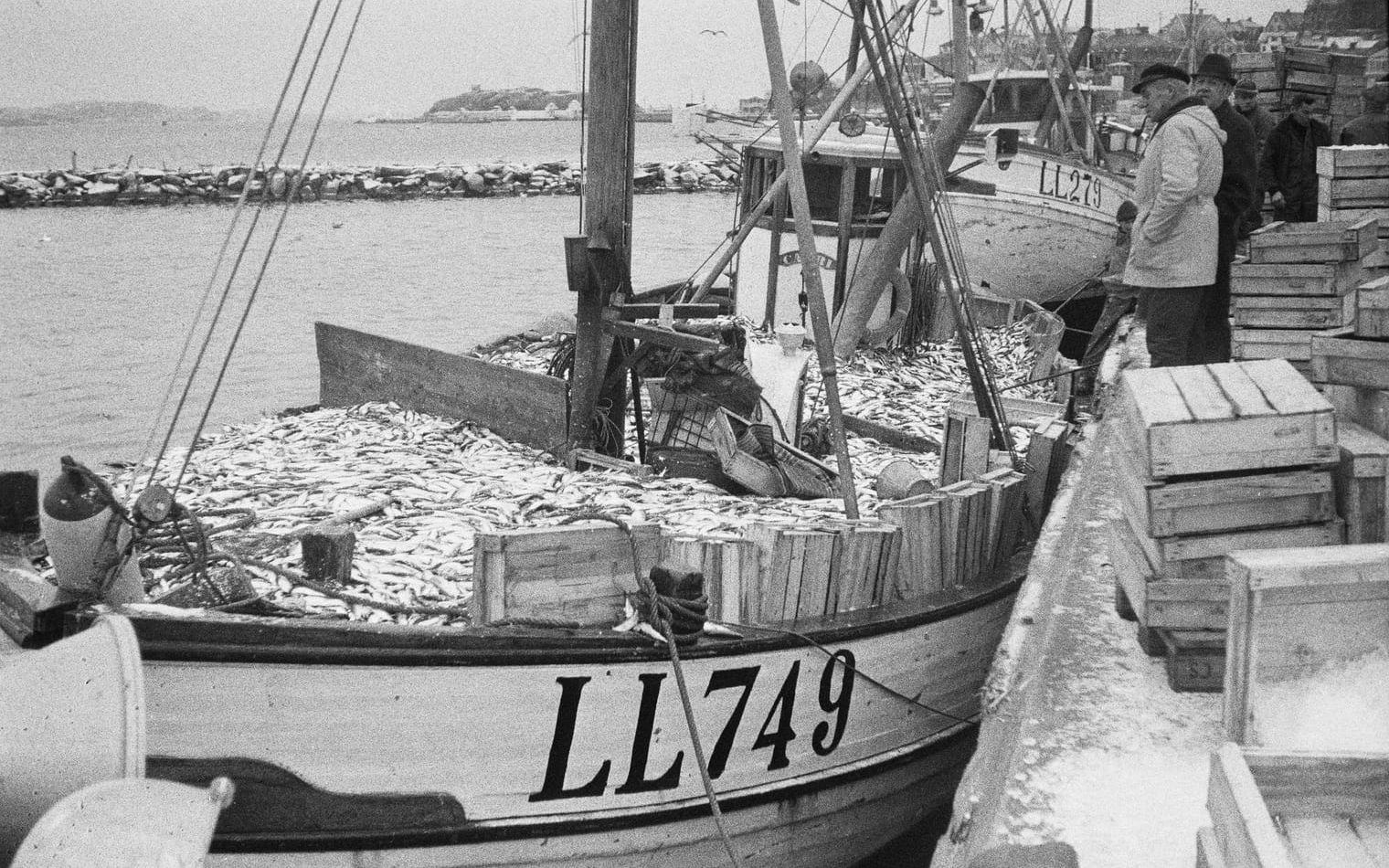 År 1970 var de stora sillperioderna ett minne blott – men nog kunde svenska fiskare emellanåt komma hem med sill upp till relingen. Fiskebåtarnas registreringsbeteckningar – LL – markerar att den närmast belägna större hamnen är Lysekil. Det innebär inte nödvändvigtvis att fartygen har sin hemmahamn där. Fartyg från exempelvis Mollösund, Käringön, Lyr och Hunnebostrand seglar med LL-beteckningen. Bilden, som i dag förvaras i Sjöhistoriska museets arkiv, har tagits av Terje Fredh (1934-2020) . Han var till vardags tidningen Bohusläningens lokalredaktör i Lysekil. 