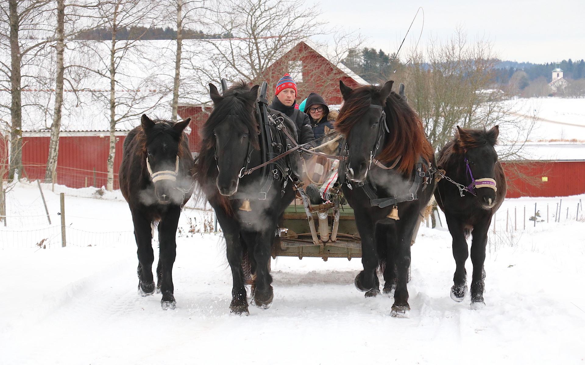 Jonathan Antonsson och Kenneth Antonsson bor nära Allmagsgården, de kom med ett par av gårdens hästar för att köra julmarknadens besökare på en liten tur. 
