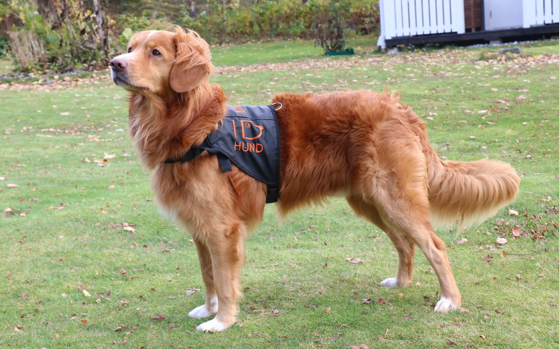 Buddy är en ID-hund, vilket betyder att han har tränats till att markera bortsprungna djurs dofter. 