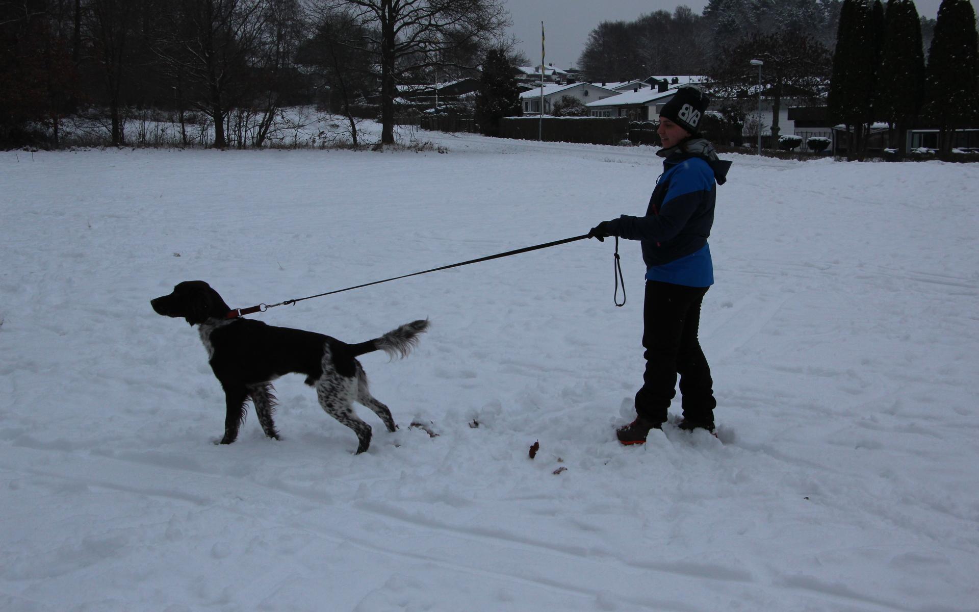 Alexandra Håkansson kom med hunden Safir, 15 månader som var uppspelt av snön och pulkaåkarna.