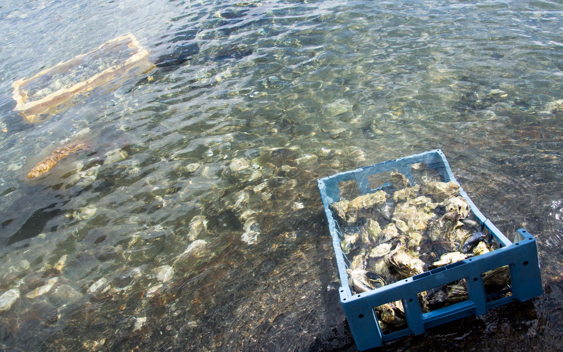 Svenska ostron och musslor sätter sig gärna på stillahavsostronen.