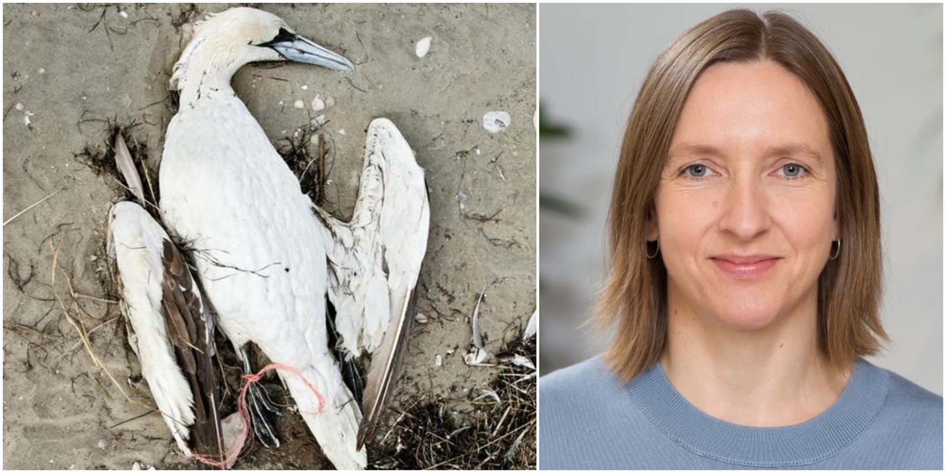 Malin Grant, epidemiolog på SVA: ”Fågelinfluensan kommer fortsätta att öka”.