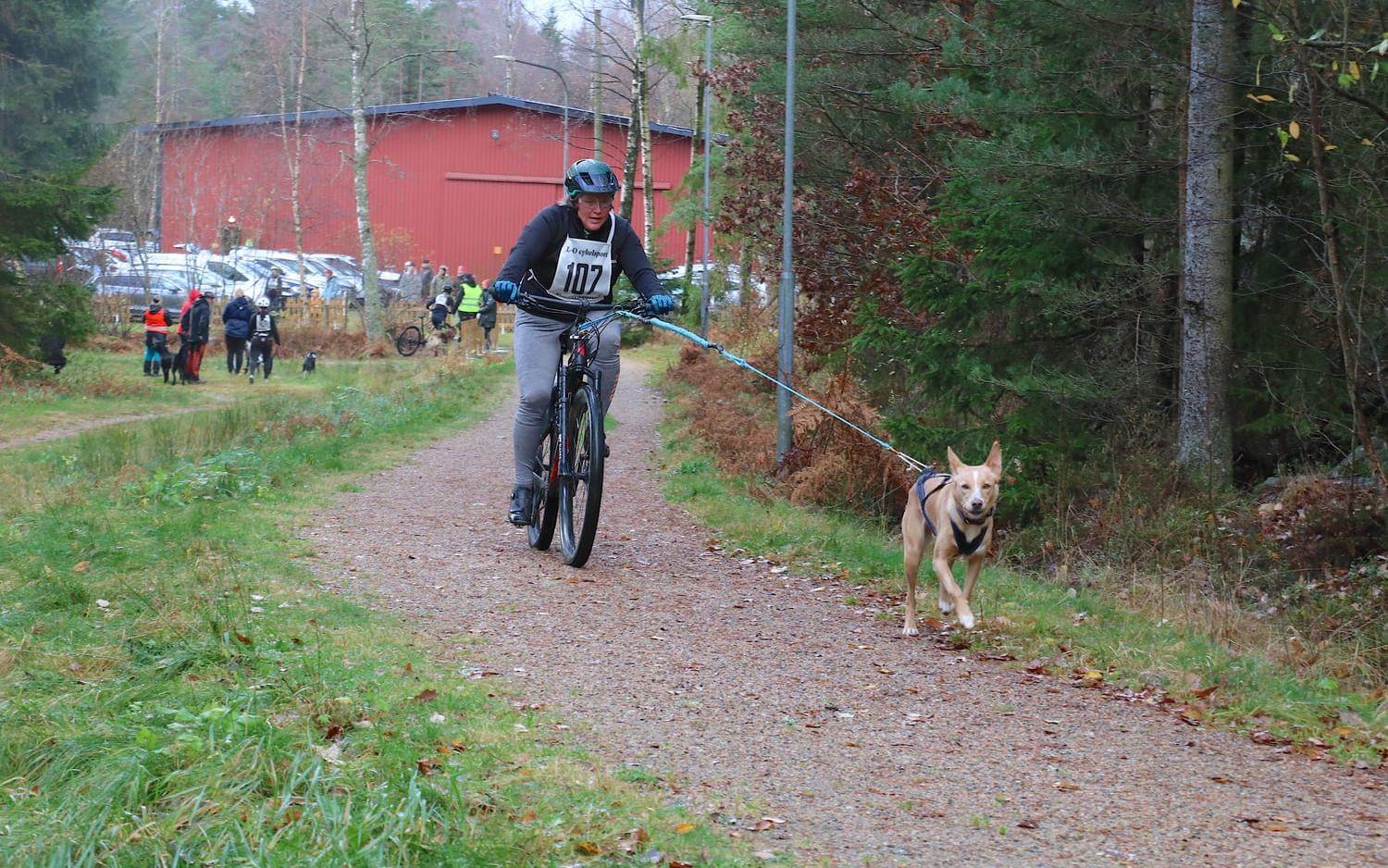 Hanna Borg tävlade för Orust Brukshundklubb med sin working kelpie och startade i klassen för cyklister. 