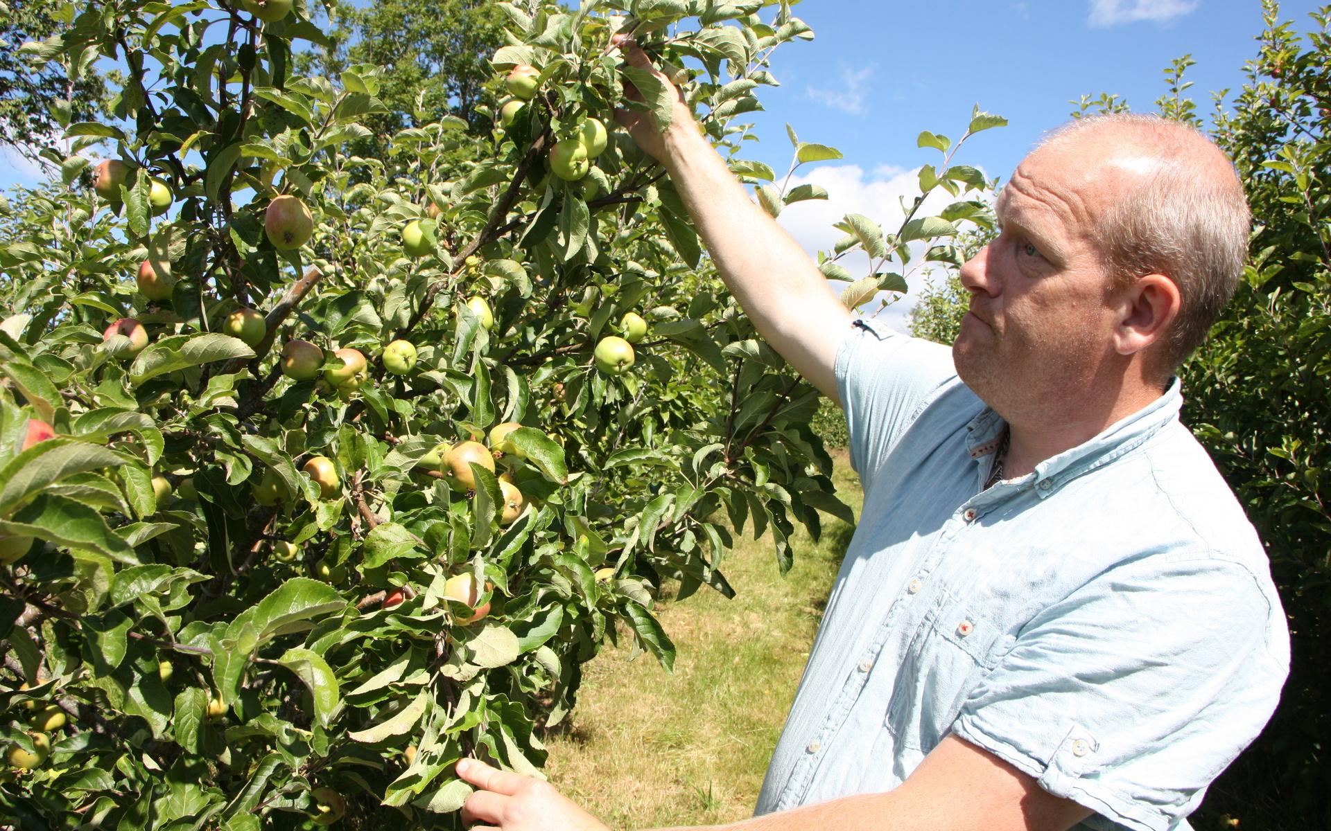 Martin Persson visar hur mycket äpplen han får med binas hjälp.