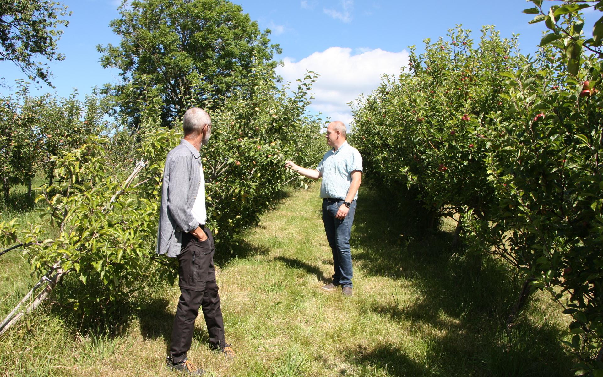 15 000 äppleträn får hjälp med pollineringen av bina i Håv på Orust.