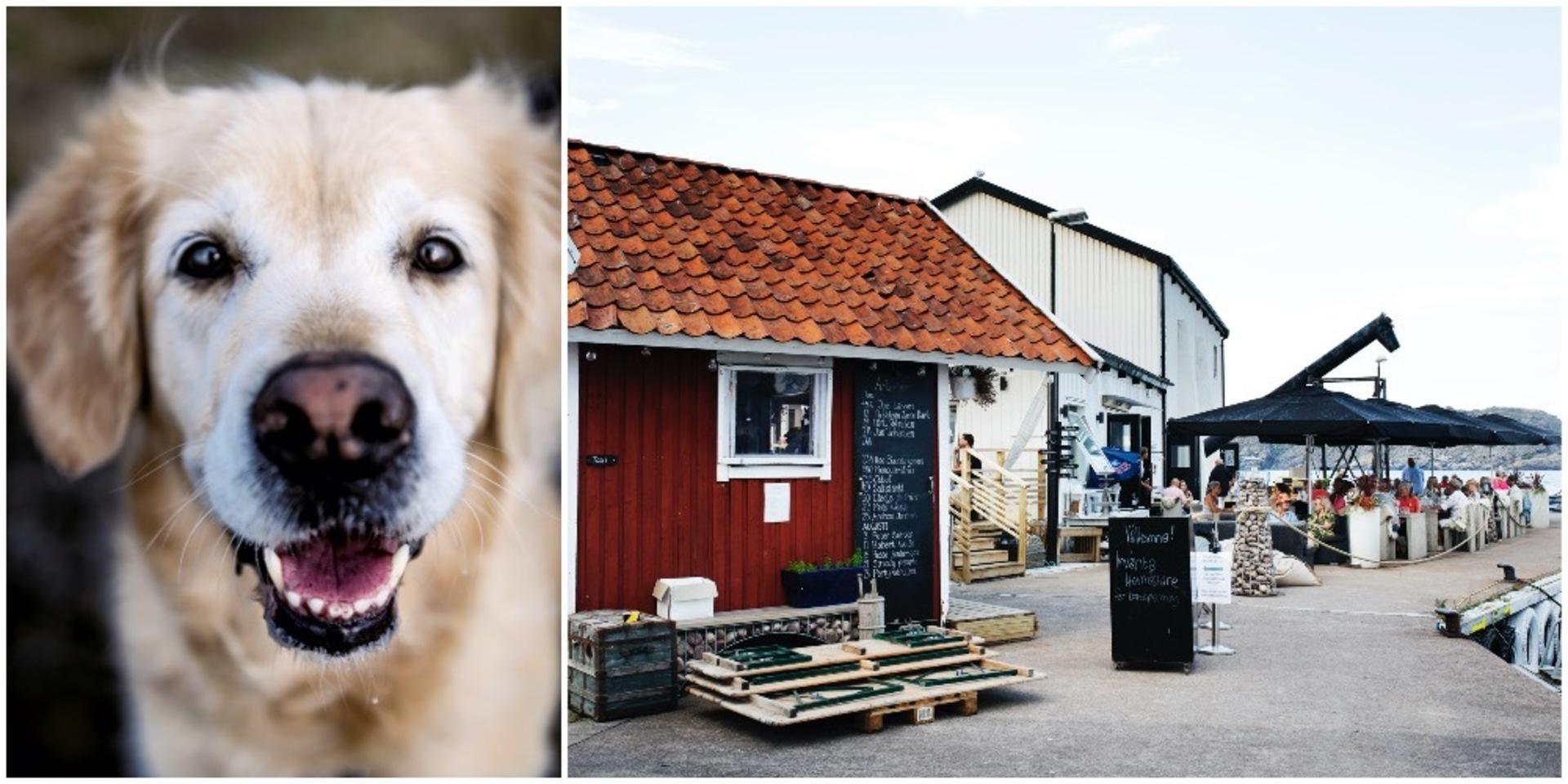 ST-tidningen listar ett urval av caféer och restauranger i Tjörns kommun som tillåter eller delvis tillåter hundar. 