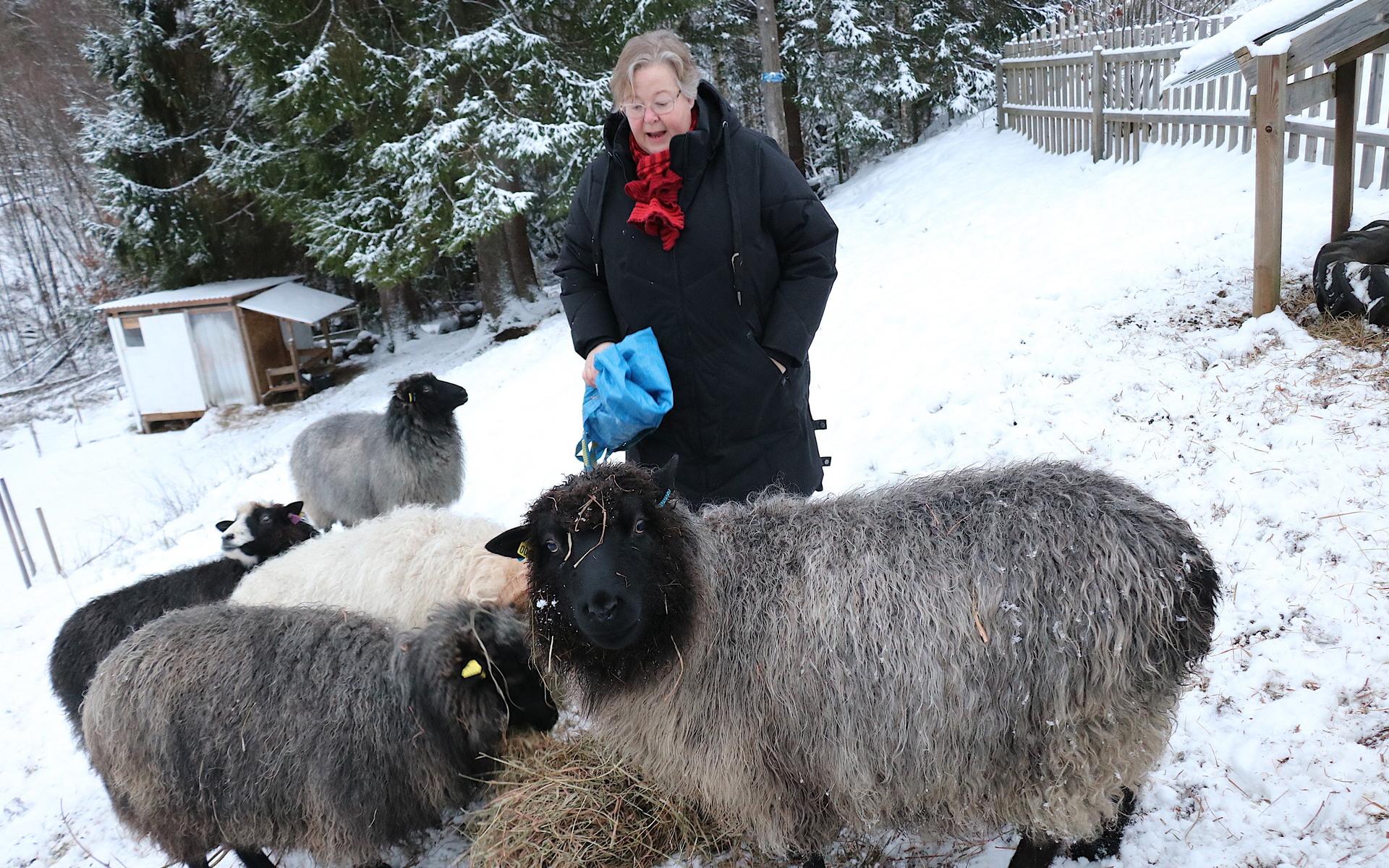 De fem Värmlandsfåren tillhör en genbank och Karin Ahlberg arbetar för att bevara rasen. Fåren, hästarna och hundarna är Karins sätt att slappna av från arbetet som professor vid Sahlgrenska universitetssjukhuset. 