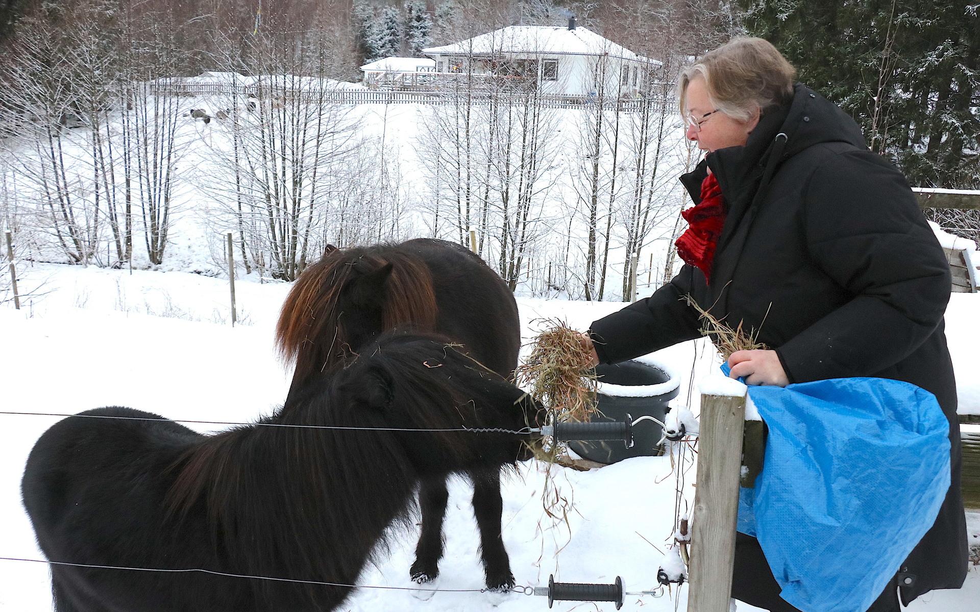 Hästarna är ena dotterns skötebarn, men Karin Ahlberg hjälper till med skötsel och utfodring. 