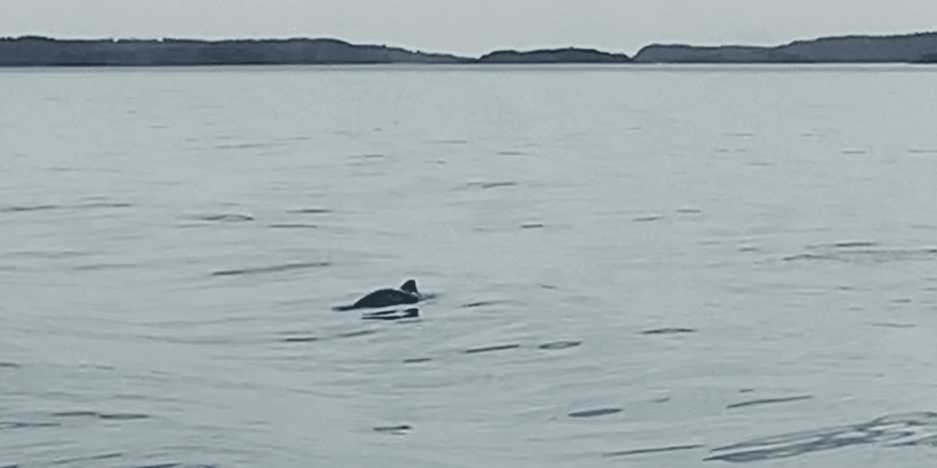 Fredrik Vedin förstod först inte vad det var för en gråsvart skugga han såg i vattnet, men insåg snart att det var en tumlare.